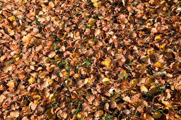 Текстурный фон из опавших листьев тополя. Осень — стоковое фото
