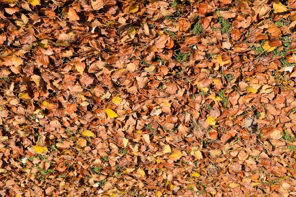 Fundo textural de folhas caídas de um álamo. Um carpete de outono da folhagem. as folhas secas de outono amarelas viradas de um álamo . — Fotografia de Stock