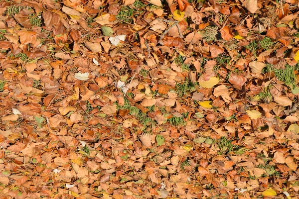 Текстурный фон из опавших листьев тополя. Осенний ковер из листвы. пожелтевшие осенние сухие листья . — стоковое фото