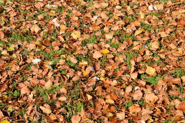 Bir kavak düşmüş yapraklarından dokusal arka plan. Bir sonbahar ca