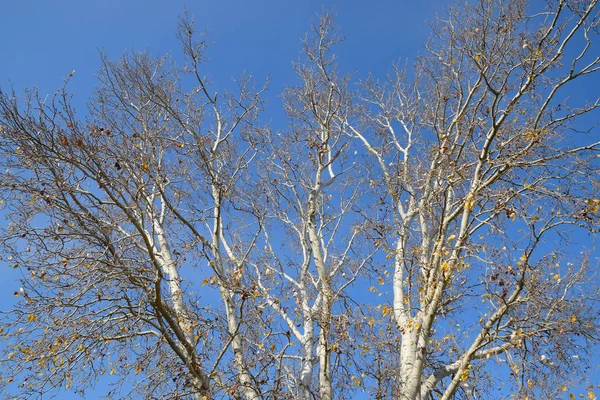 View from the bottom up in a forest of silver poplars. Backgroun — Stock Photo, Image