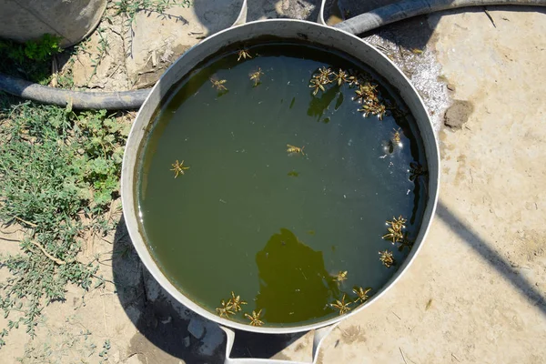 Eşek arıları tavadan su içer, su yüzeyinde yüzer.