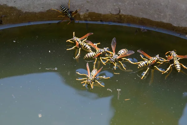 Και οι σφήκες πίνουν νερό. Οι σφήκες πίνουν νερό από το τηγάνι, κολυμπούν — Φωτογραφία Αρχείου
