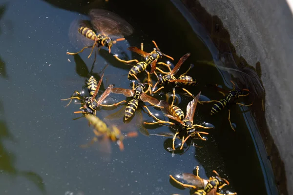 Eşek arıları tavadan su içer, su yüzeyinde yüzer.
