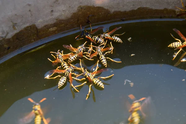 Eşek arıları Polistes su içer. Eşek arıları tavadan su içer, yüzer.
