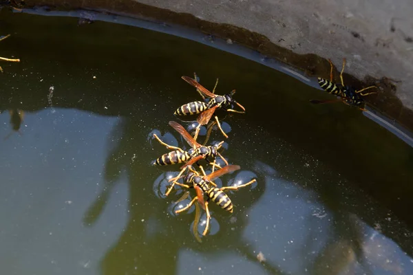 Tabuhan Polistes minum air. Tawon minum air dari panci, berenang — Stok Foto