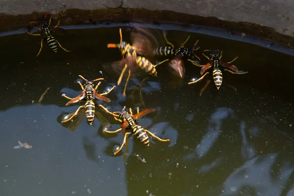 Avispas Los polistes beben agua. Las avispas beben agua de la sartén, nadan — Foto de Stock