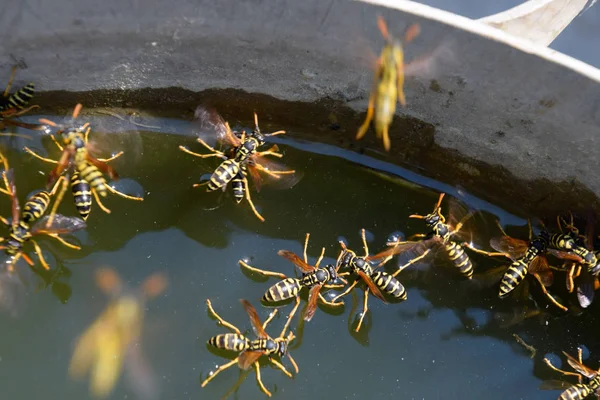 Eşek arıları Polistes su içer. Eşek arıları tavadan su içer, yüzer.