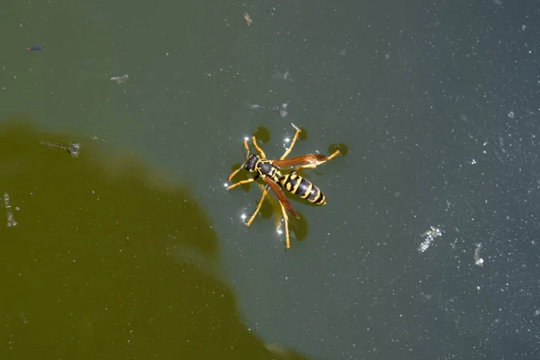 Vespas Polistes beber água. Vespas beber água da panela, nadar — Fotografia de Stock