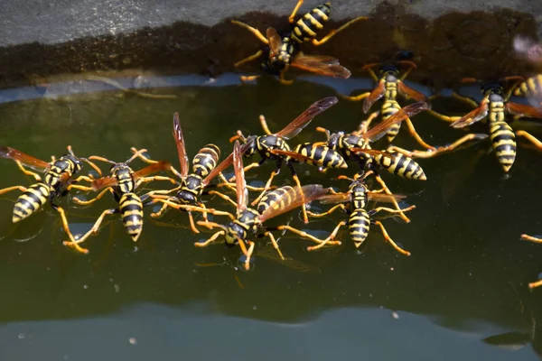 Eşek arıları Polistes su içer. Eşek arıları tavadan su içer, yüzer.