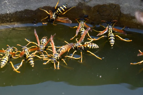 Eşek arıları Polistes su içer. Eşek arıları tavadan su içer, yüzer.