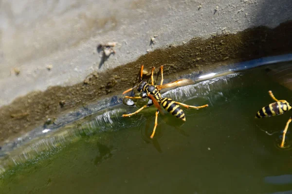 Eşek arıları Polistes su içer. Eşek arıları tavadan su içer, yüzer.