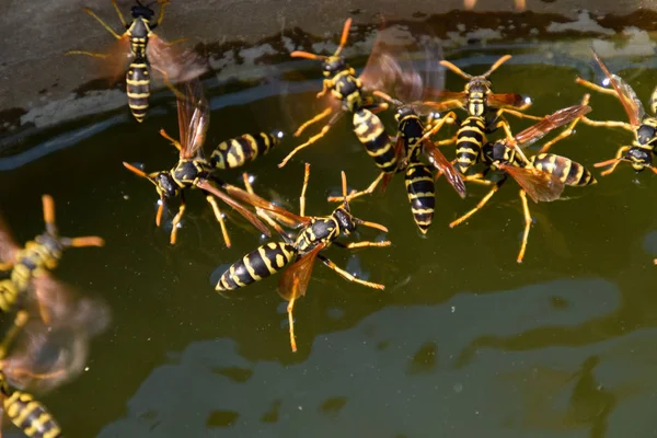 Eşek arıları Polistes su içer. Eşek arıları tavadan su içer, yüzer.