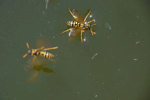 Getingar Polistes dricka vatten. Getingar dricka vatten från pannan, simma — Stockfoto