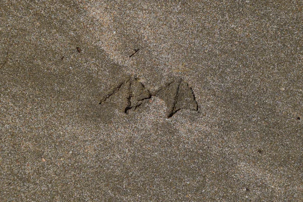 Kum deniz üzerinde bir martı izleri