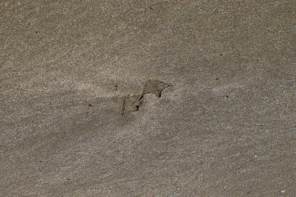 Kum deniz üzerinde bir martı izleri