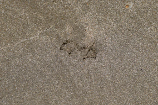 Kum deniz üzerinde bir martı izleri