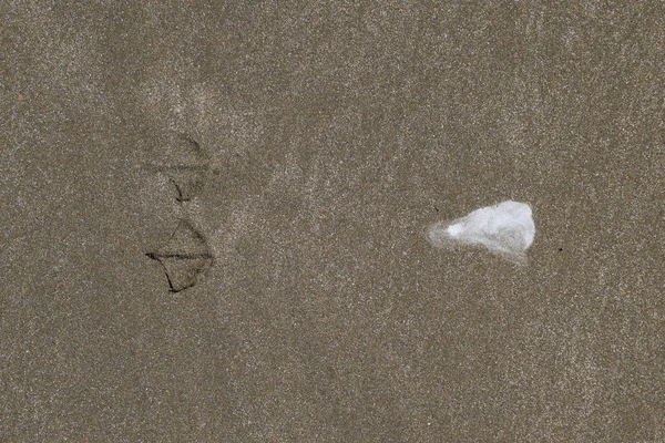 Martı kum üzerinde olacak? Lanet olsun. Kum deniz üzerinde bir martı izleri