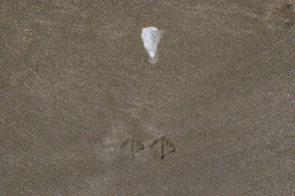 Нагадить чайке на песок. Дерьмо Следы чайки на песке у моря — стоковое фото