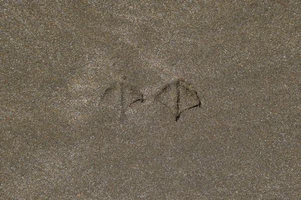 Kum deniz üzerinde bir martı izleri