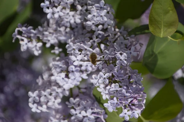 Leylak üzerinde Bombyliidae. Lila renkler Shaggy anında. böcek tozlayıcı