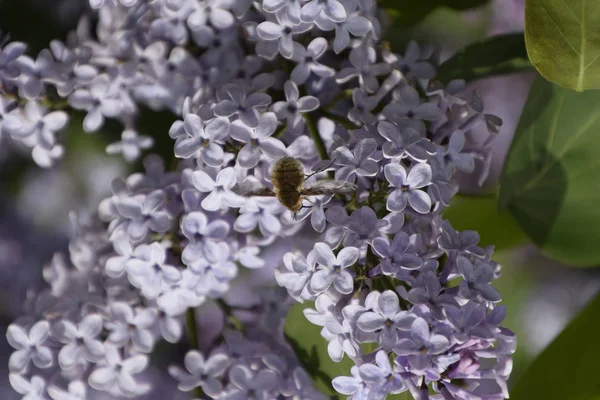 Leylak üzerinde Bombyliidae. Lila renkler Shaggy anında. böcek tozlayıcı