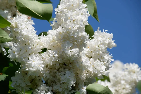 Beyaz leylak. Güzel mor eflatun çiçekler açık havada.