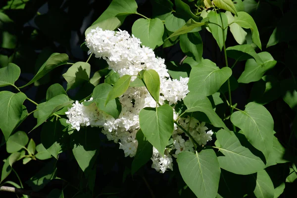 Beyaz leylak. Güzel mor eflatun çiçekler açık havada.