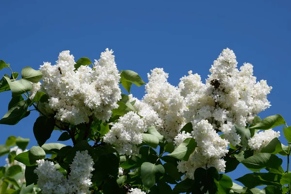 Beyaz leylak. Güzel mor eflatun çiçekler açık havada.