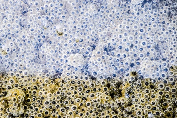 Çamur ve su altında silt hava kabarcıkları. Arka plan baloncuklar, yüzey dokusu.