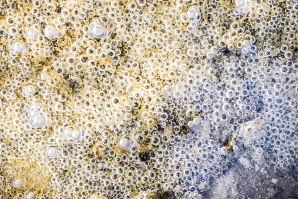 Çamur ve su altında silt hava kabarcıkları. Arka plan baloncuklar, yüzey dokusu.