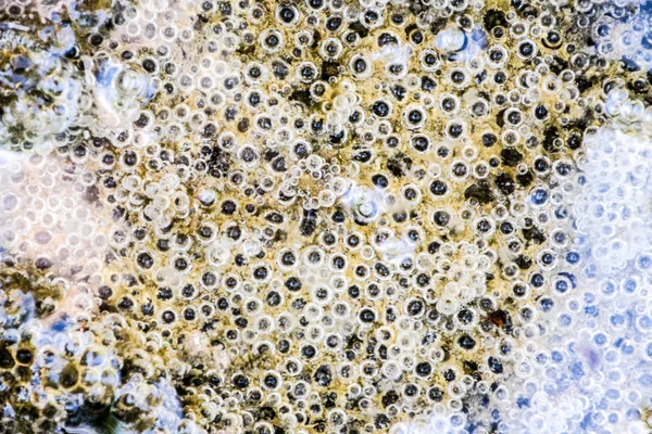 Çamur ve su altında silt hava kabarcıkları. Arka plan baloncuklar, yüzey dokusu.