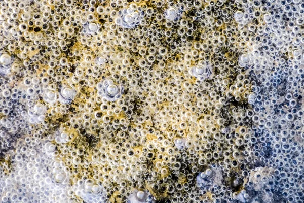 Çamur ve su altında silt hava kabarcıkları. Arka plan baloncuklar, yüzey dokusu.