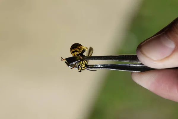 Cımbızda yaygın wasp — Stok fotoğraf