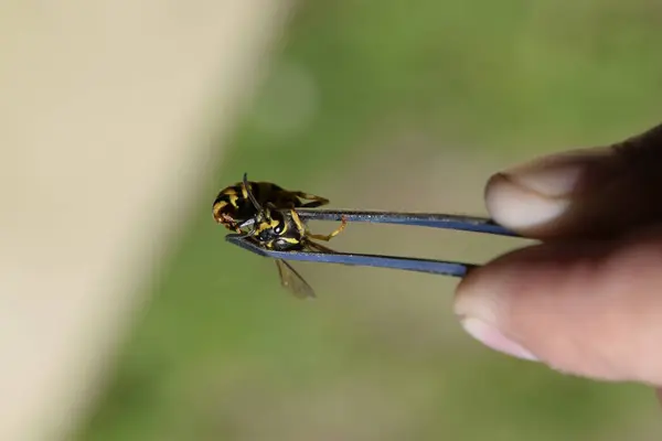 常见的黄蜂在钳子上 — 图库照片