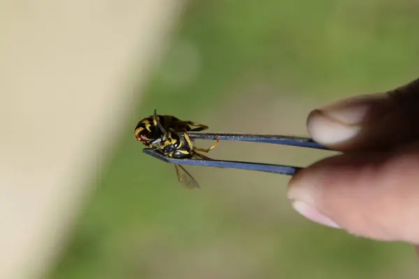 Gewone wesp op een pincet — Stockfoto