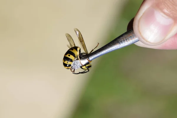 Cımbızda yaygın wasp — Stok fotoğraf