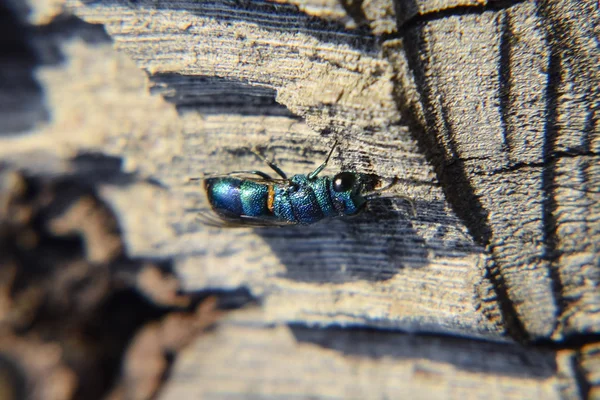 Yakut - kuyruklu wasp