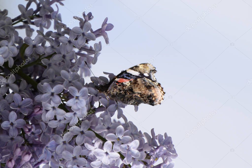 Lilac flowers on the branches of a butterfly admiral