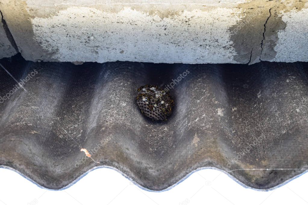 nest of a family of wasps which is taken a close-up.