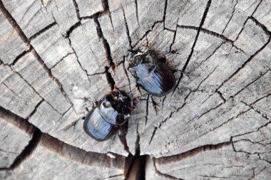 Bir ağaç kütüğü bir kesim üzerinde bir gergedan böceği. Gergedan böcekleri çifti