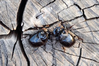 Bir ağaç kütüğü bir kesim üzerinde bir gergedan böceği. Gergedan böcekleri çifti