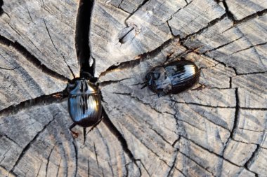 Bir ağaç kütüğü bir kesim üzerinde bir gergedan böceği. Gergedan böcekleri çifti