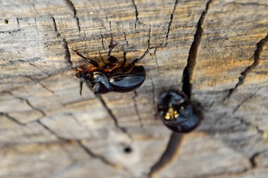 Bir ağaç kütüğü bir kesim üzerinde bir gergedan böceği. Gergedan böcekleri çifti