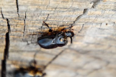 Bir ağaç kütüğü bir kesim üzerinde bir gergedan böceği. Gergedan böcekleri çifti