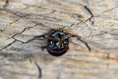 Bir ağaç kütüğü bir kesim üzerinde bir gergedan böceği. Gergedan böcekleri çifti