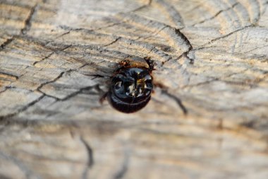 Bir ağaç kütüğü bir kesim üzerinde bir gergedan böceği. Gergedan böcekleri çifti
