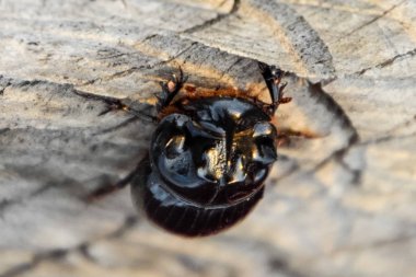 Bir ağaç kütüğü bir kesim üzerinde bir gergedan böceği. Gergedan böcekleri çifti