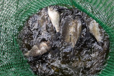 Gölün içinde yeşil plastik bir ızgarada Nehir balığı. Balık yakalaması. Sazan a