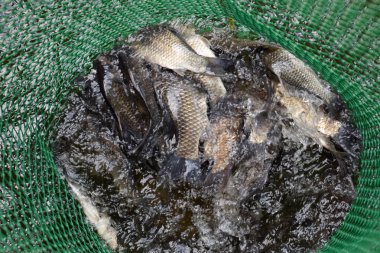 Gölün içinde yeşil plastik bir ızgarada Nehir balığı. Balık yakalaması. Sazan a